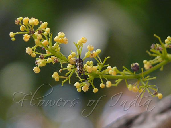 Glaucous Diploclisia